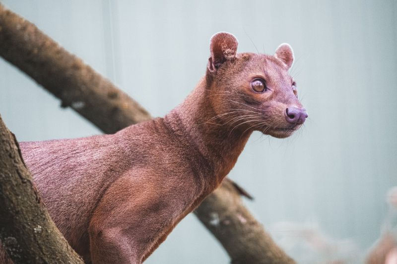 Fossa