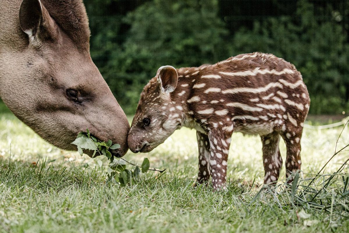 Kleines Tapir soll Miriam heißen