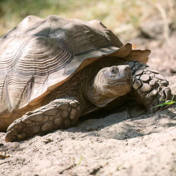 Spornschildkröte