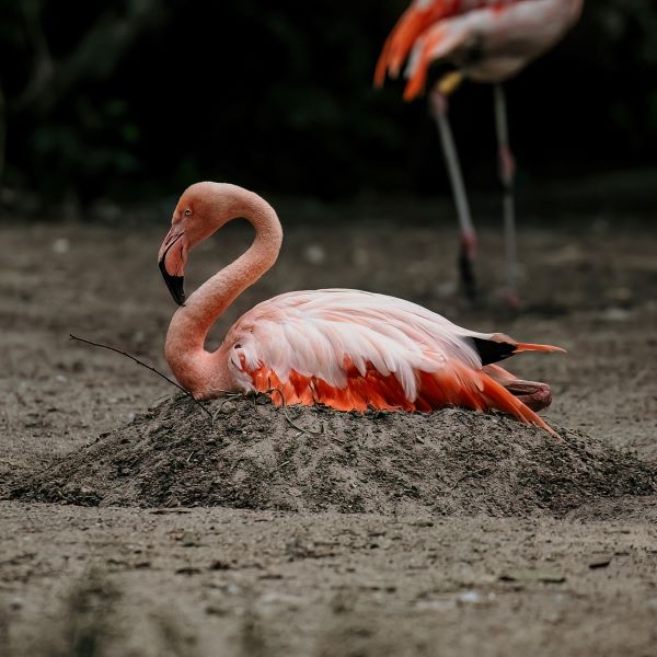 Chileflamingo