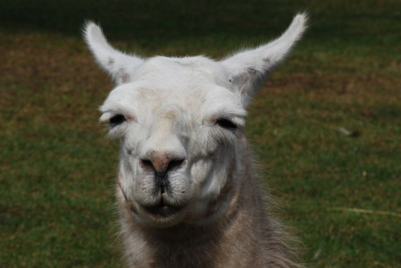 Lama