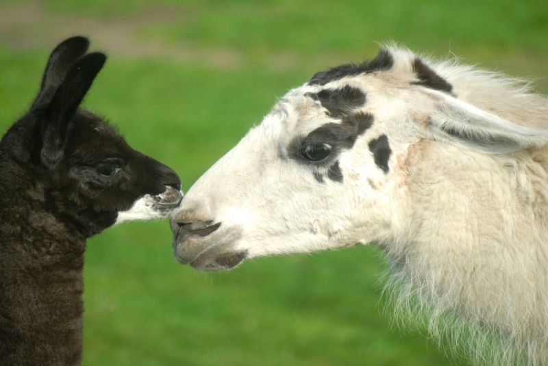 Lama