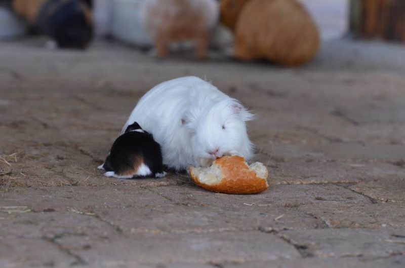 Meerschweinchen