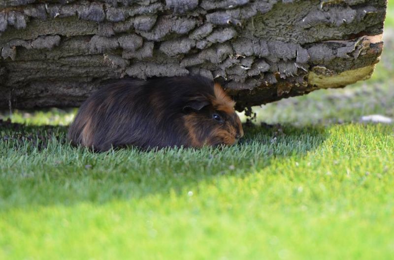 Meerschweinchen