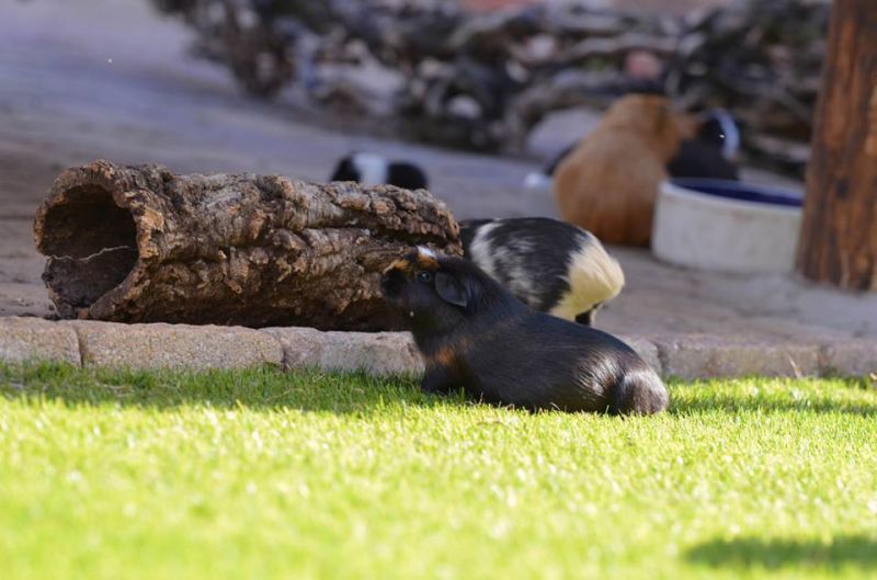 Meerschweinchen