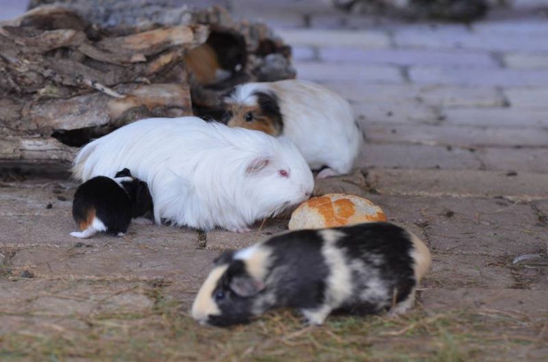 Meerschweinchen