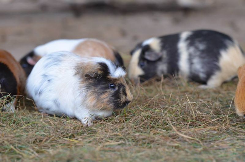 Meerschweinchen