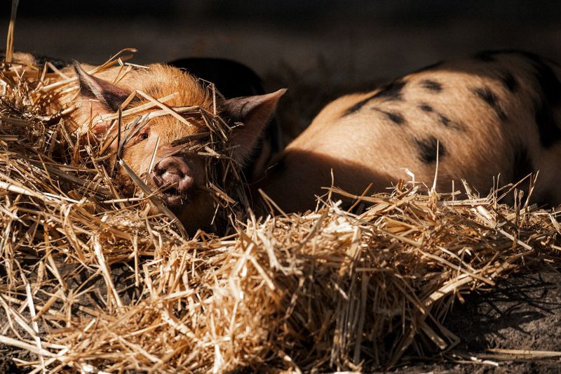 KuneKune-Schwein