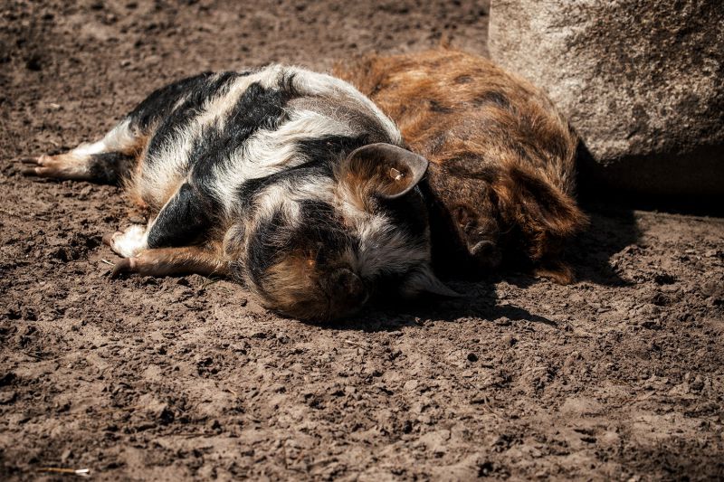 KuneKune-Schwein