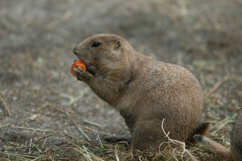 Präriehund