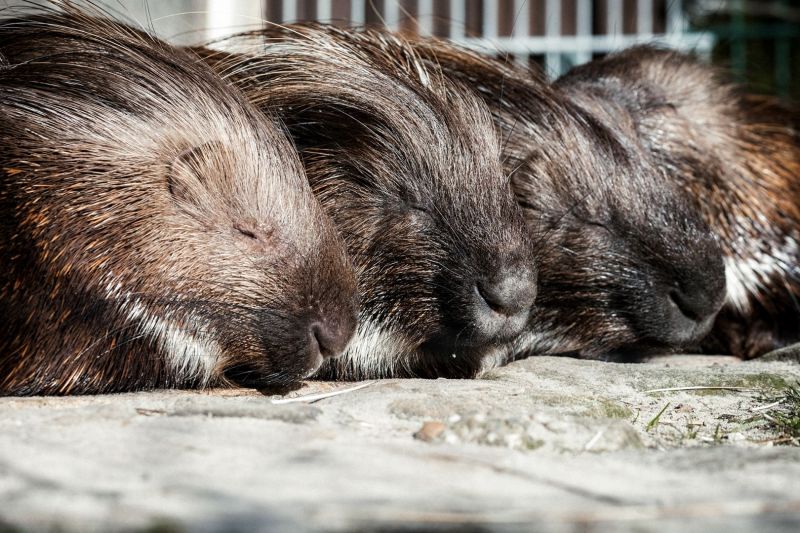 Stachelschwein