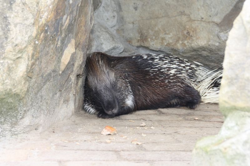 Stachelschwein