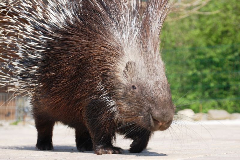 Stachelschwein