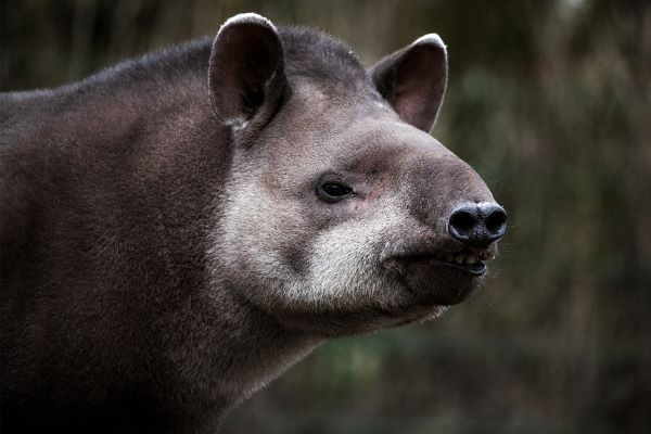 Tapir