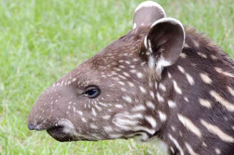 Tapir