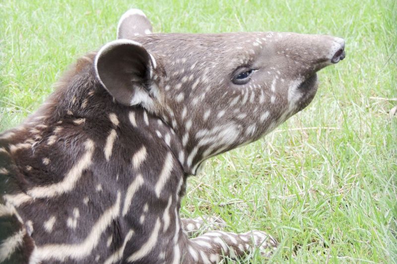 Tapir