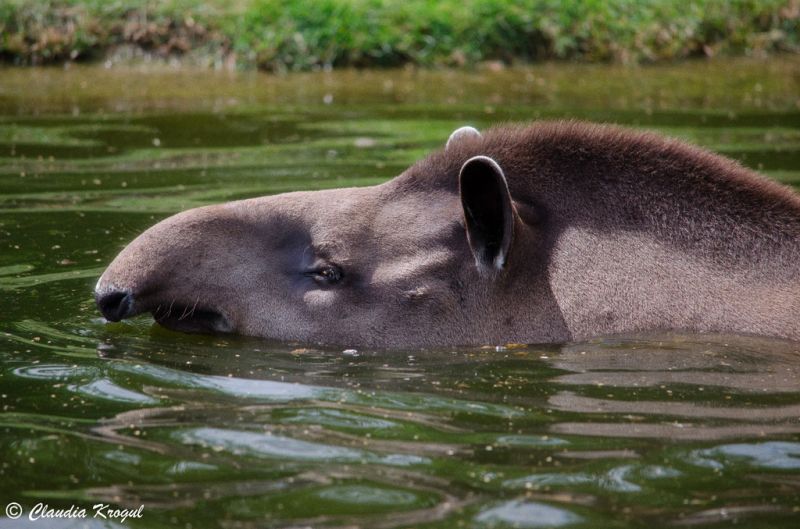 Tapir