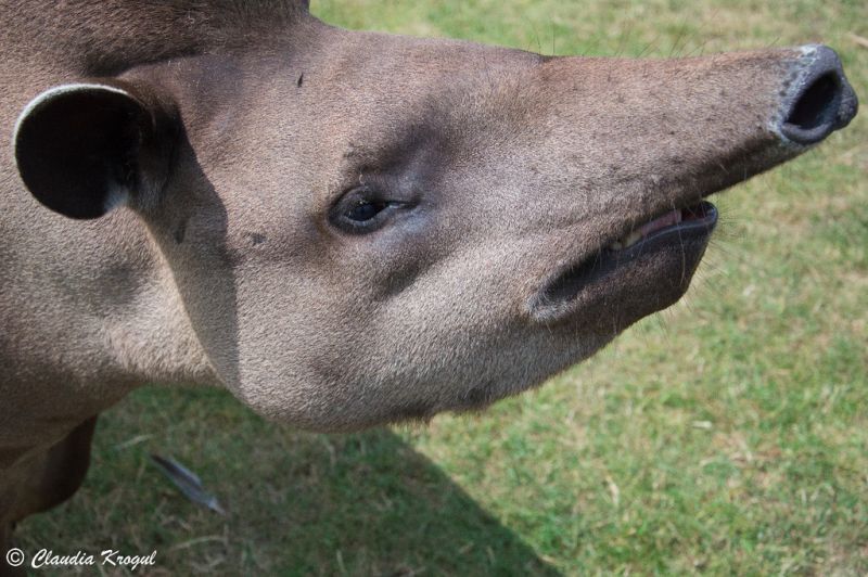 Tapir