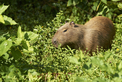 Wasserschwein