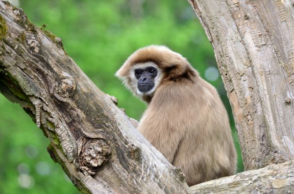 Weißhandgibbon