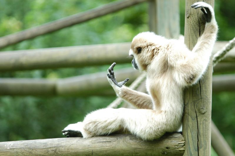 Weißhandgibbon