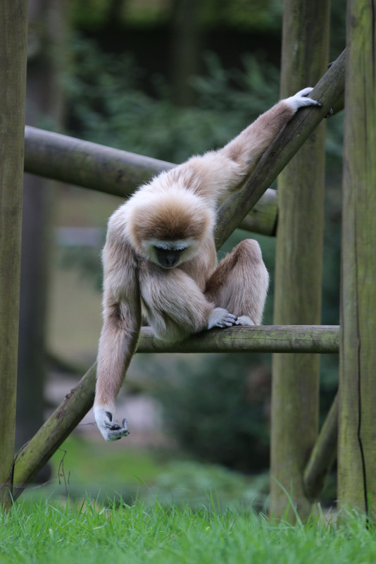 Weißhandgibbon