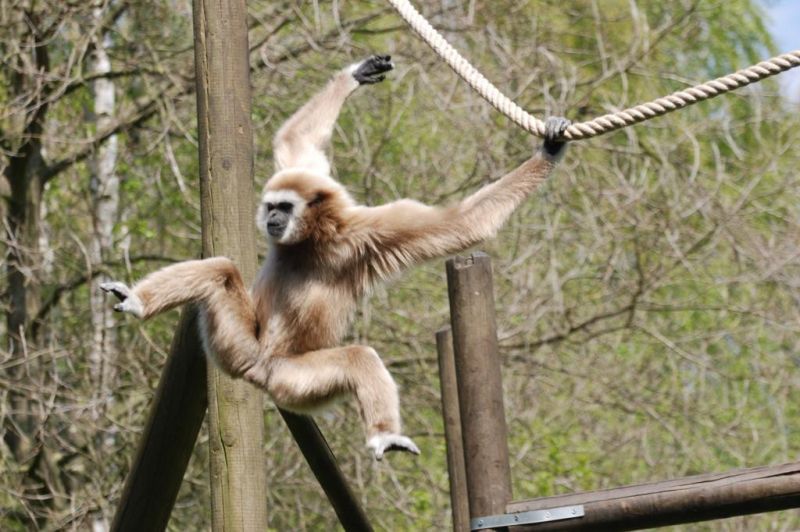 Weißhandgibbon