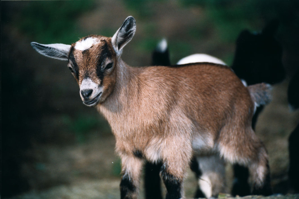 Für Kleine Und Große Naturfreunde: Unser Tierpark! / Erleb Was Wildes!